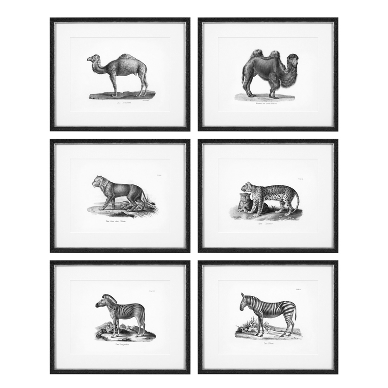 Комплект постеров Eichholtz Prints Historical Animals set of 6 Черный Черно-белый в Новосибирске | Loft Concept 