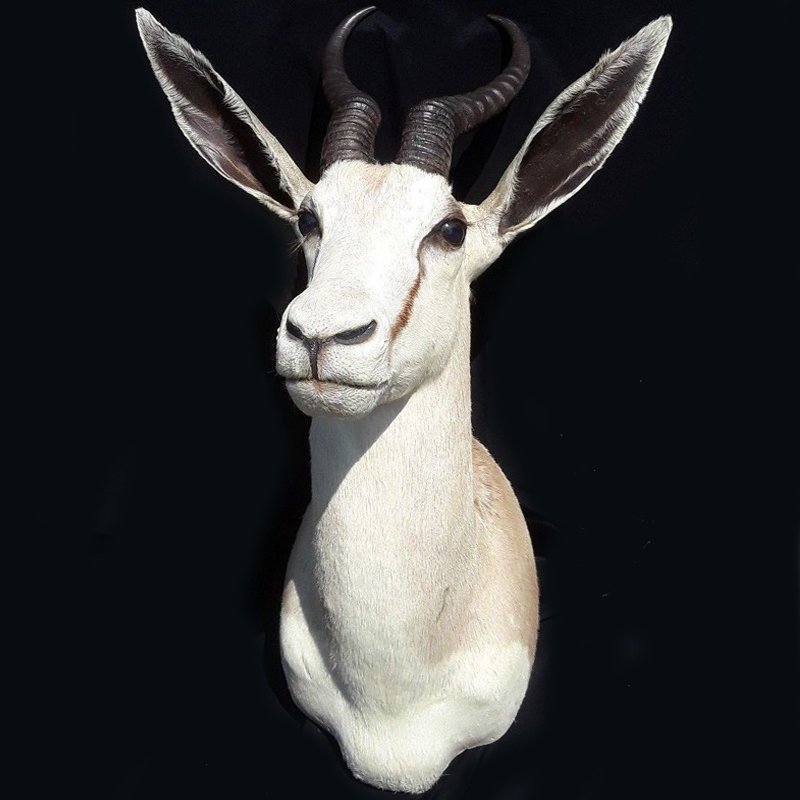 White springbok Чучело африканской белой антилопы Спрингбок таксидермия Белый White springbok Чучело африканской белой антилопы Спрингбок таксидермия Белый в Новосибирске | Loft Concept