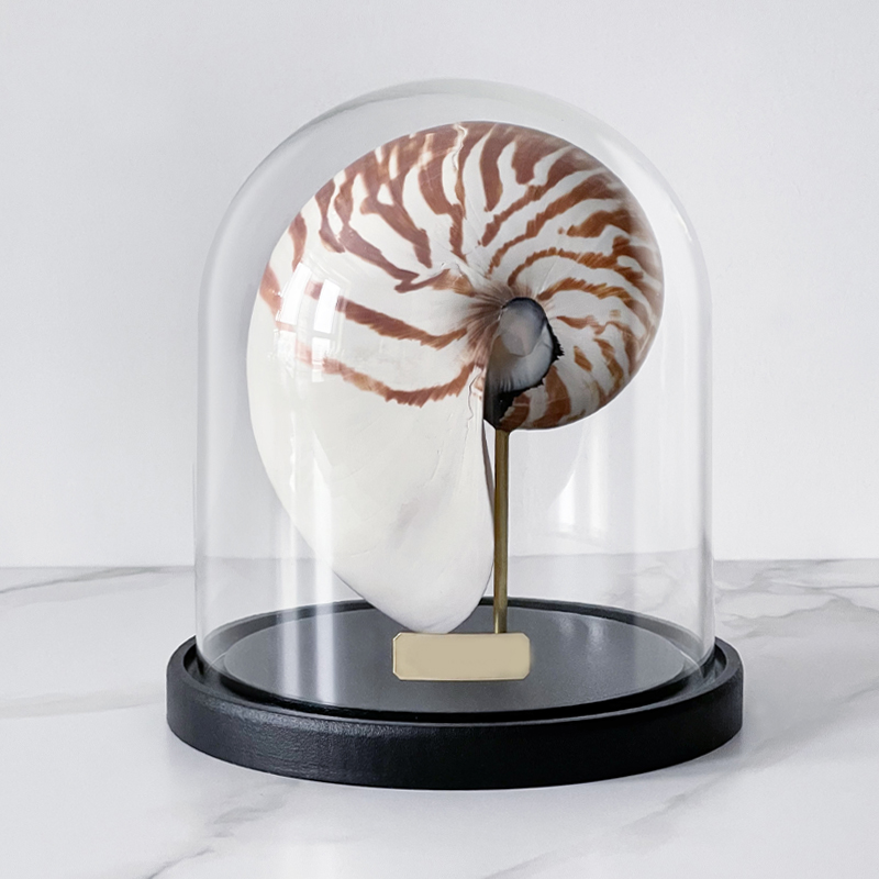 Статуэтка Nautilus Pompilius Glass Cloche  в Новосибирске | Loft Concept 