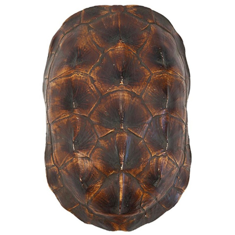 Аксессуар Turtle Shell Natural Brown Коричневый в Новосибирске | Loft Concept 