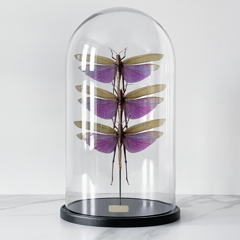 Статуэтка 3 Grasshoppers Titanacris Albipes Glass Cloche  в Новосибирске | Loft Concept 