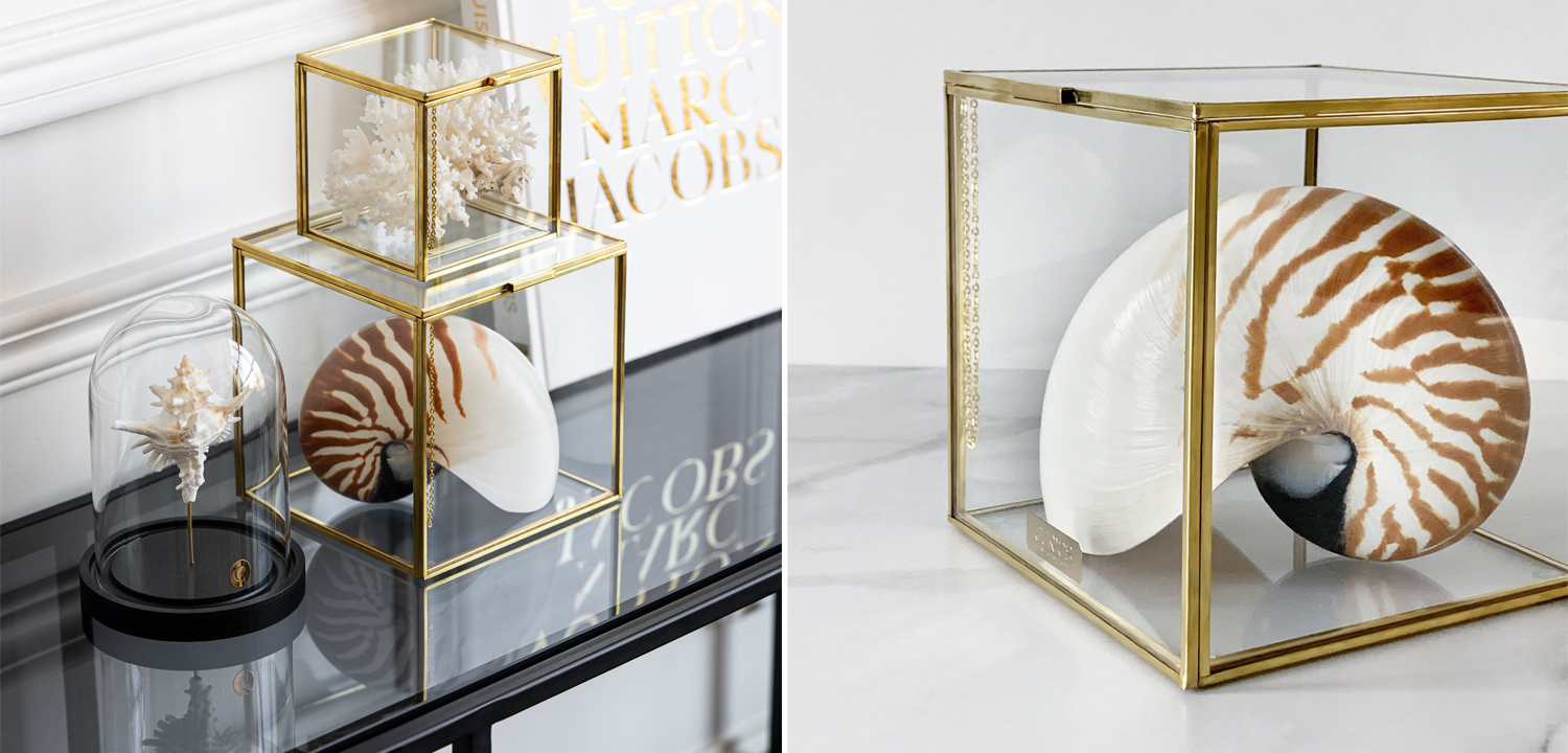 Статуэтка Nautilus Pompilius Glass Box M - фото