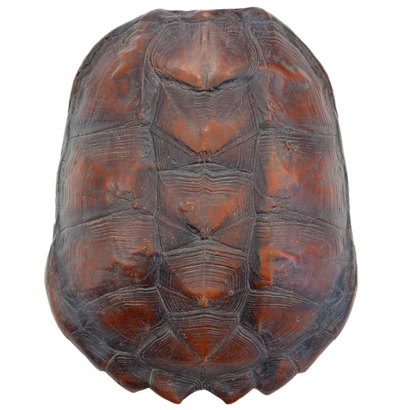 Аксессуар Turtle Shell Big Natural Коричневый в Новосибирске | Loft Concept 