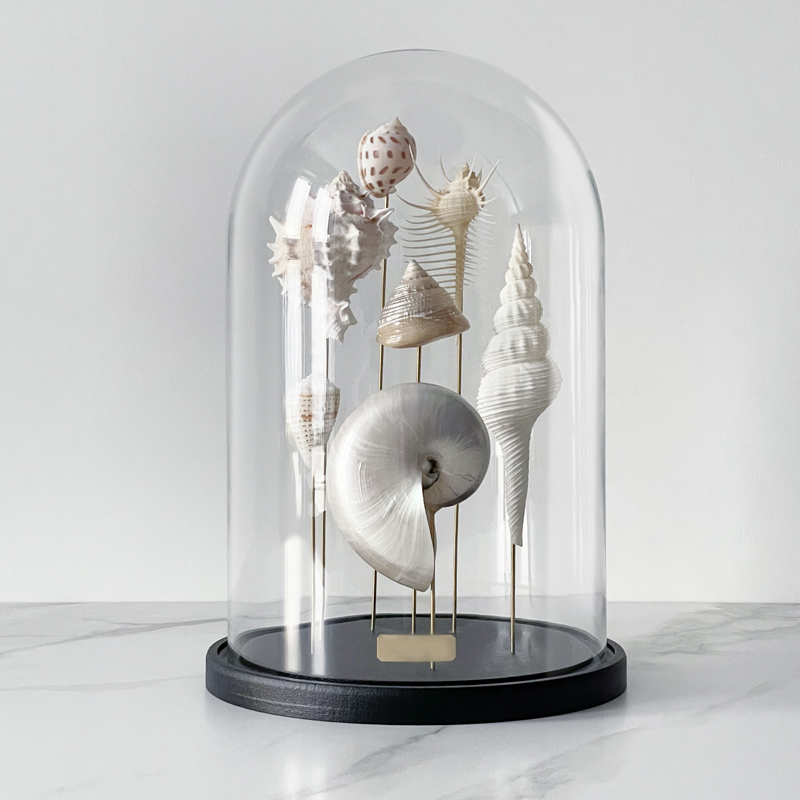 Статуэтка Shell Collection Glass Cloche 1  в Новосибирске | Loft Concept 