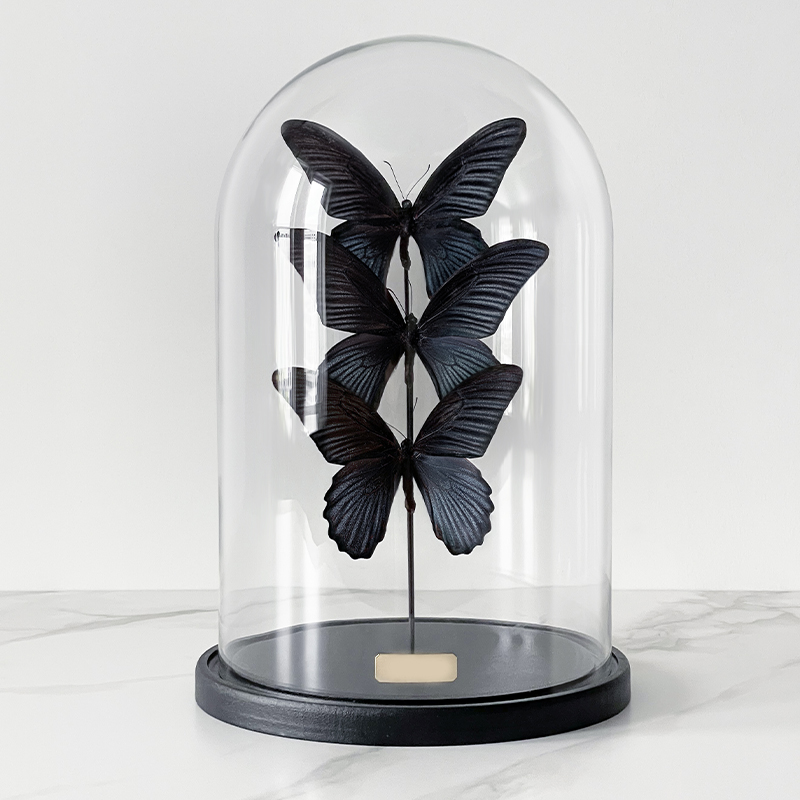 Статуэтка 3 Butterflies Papilio Memnon Glass Cloche  в Новосибирске | Loft Concept 