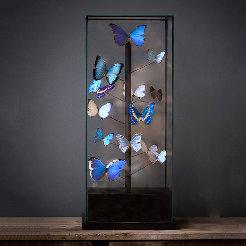 Статуэтка 14 Blue Butterflies Morphos Glass Box  в Новосибирске | Loft Concept 