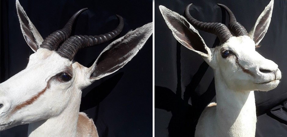 White springbok Чучело африканской белой антилопы Спрингбок таксидермия White springbok Чучело африканской белой антилопы Спрингбок таксидермия - Loft-Concept в Новосибирске
