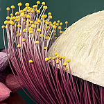 Статуэтка фантастический фрукт Exotic Tropical Fruit orange and white 67 варинант исполнения - 2 | Loft Concept в Новосибирске