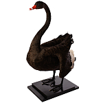 Настоящее чучело черного лебедя Black Swan варинант исполнения - 2 | Loft Concept в Новосибирске
