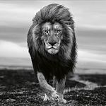 Книга Beusker. Look into my Eyes варинант исполнения - 7 | Loft Concept в Новосибирске