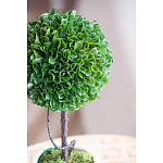 Декоративный искусственное растение Single boxwood варинант исполнения - 7 | Loft Concept в Новосибирске