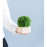 Декоративный искусственное растение Square boxwood варинант исполнения - 7 | Loft Concept в Новосибирске