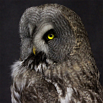 Чучело Совы таксидермия варинант исполнения - 2 | Loft Concept в Новосибирске