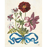 Книга цветов 22 постера Maria Sibylla Merian: 22 Pull-Out Posters варинант исполнения - 3 | Loft Concept в Новосибирске