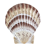 Фигурка из фарфора в виде ракушки морского гребешка Marine Tridacna варинант исполнения - 1 | Loft Concept в Новосибирске
