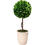 Декоративный искусственное растение Single boxwood варинант исполнения - 1 | Loft Concept в Новосибирске