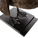 Настоящее чучело черного лебедя Black Swan варинант исполнения - 4 | Loft Concept в Новосибирске