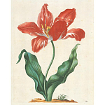 Книга цветов 22 постера Maria Sibylla Merian: 22 Pull-Out Posters варинант исполнения - 5 | Loft Concept в Новосибирске