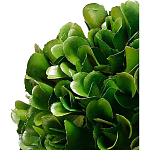 Декоративный искусственное растение Square boxwood варинант исполнения - 2 | Loft Concept в Новосибирске