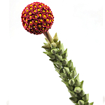 Статуэтка тропический фрукт  Tropical Fruit High Orange варинант исполнения - 2 | Loft Concept в Новосибирске