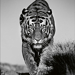 Книга Beusker. Look into my Eyes варинант исполнения - 6 | Loft Concept в Новосибирске