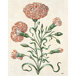 Книга цветов 22 постера Maria Sibylla Merian: 22 Pull-Out Posters варинант исполнения - 4 | Loft Concept в Новосибирске