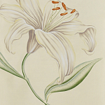 Обои ручная роспись Lilium Special Colourway on Ivory dyed silk варинант исполнения - 2 | Loft Concept в Новосибирске