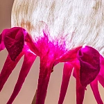 Торшер фуксия «Цветы из снов»  варинант исполнения - 4 | Loft Concept в Новосибирске