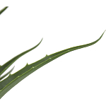 Декоративный искусственное растение Medium Aloe варинант исполнения - 2 | Loft Concept в Новосибирске