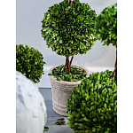 Декоративный искусственное растение Single boxwood варинант исполнения - 3 | Loft Concept в Новосибирске