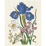 Книга цветов 22 постера Maria Sibylla Merian: 22 Pull-Out Posters варинант исполнения - 6 | Loft Concept в Новосибирске