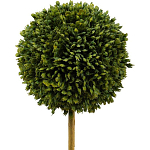 Декоративный искусственное растение Boxwood One варинант исполнения - 2 | Loft Concept в Новосибирске