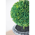 Декоративный искусственное растение Double boxwood варинант исполнения - 6 | Loft Concept в Новосибирске