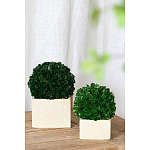 Декоративный искусственное растение Square boxwood варинант исполнения - 4 | Loft Concept в Новосибирске