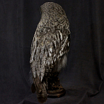 Чучело Совы таксидермия варинант исполнения - 4 | Loft Concept в Новосибирске