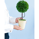 Декоративный искусственное растение Single boxwood варинант исполнения - 8 | Loft Concept в Новосибирске