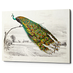 Постер на холсте с изображением павлина на ветке Majestic Peacock on a Tree Poster варинант исполнения - 1 | Loft Concept в Новосибирске