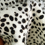 Мебельная ткань Искусственный мех  белый леопард 90 см T5-3 варинант исполнения - 3 | Loft Concept в Новосибирске