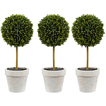 Декоративный искусственное растение Boxwood One варинант исполнения - 1 | Loft Concept в Новосибирске