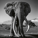 Книга Beusker. Look into my Eyes варинант исполнения - 5 | Loft Concept в Новосибирске