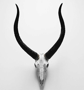Череп антилопы с черными рогами